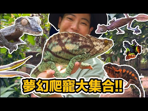 馬達加斯加的爬店!特有種王國夢幻爬寵 擾西每一隻都想養!
