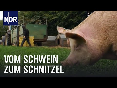 Schweinefleisch: Vom Ferkel zum Bioschnitzel | Wie geht das? | NDR