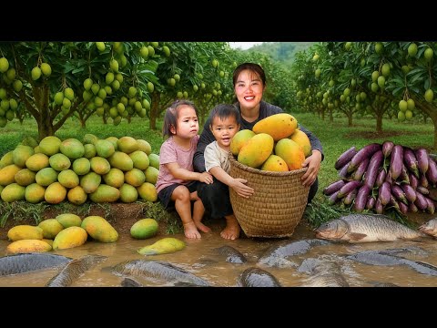 Sour Mango Harvesting Process: How to Cook Giant Fish for Lunch with my children
