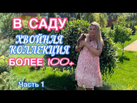 МОЯ КОЛЛЕКЦИЯ ХВОЙНЫХ РАСТЕНИЙ 🌲 БОЛЕЕ 100🌲 Гинго Билоба, Зе Блюз, Клиперт + 60см. 1я часть