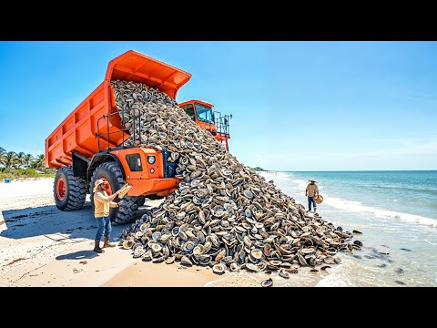 Florida Dumped 500,000 Tons of Oyster Shells Offshore — What Formed There Is Unbelievable