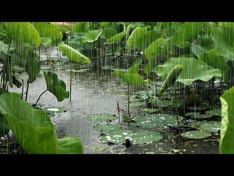 Very soft rain sounds for sleep | Rain sounds to fall asleep quickly | Insomnia ASMR