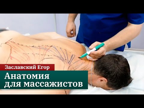 Анатомия для массажистов. Мышцы и костные ориентиры спины. Заславский Егор