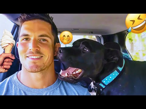 I dare you not to LAUGH at these FUNNY DOGS 😁🦮 - Best Funny Animals Videos 2025 #26