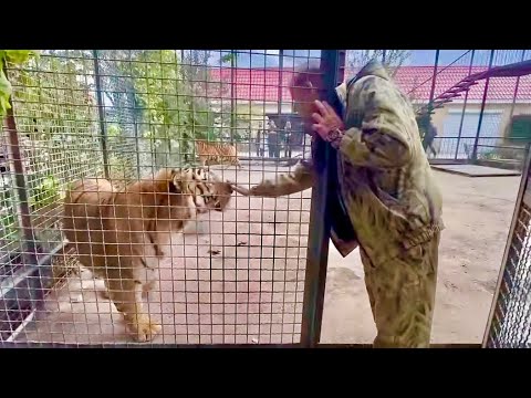 Олег Зубков переводит в вольер САМОГО ОГРОМНОГО тигра Грема,его тигрица психанула и Грем разозлился!