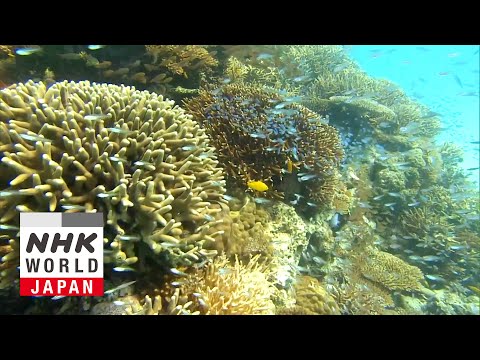 Protecting Corals with Genetic Technology - Science View