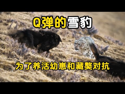 青藏高原的雪豹，拥有猫科里最强的恢复能力，但是带大幼崽依旧十分艰难！