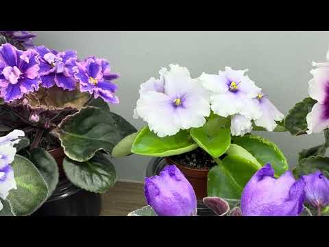 Обзор цветущих полок с фиалками  11 декабря 2025 г.