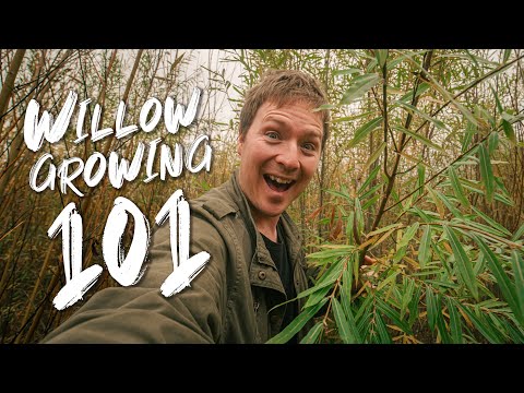 Willow farm for free | starting a homestead uk | willow growing