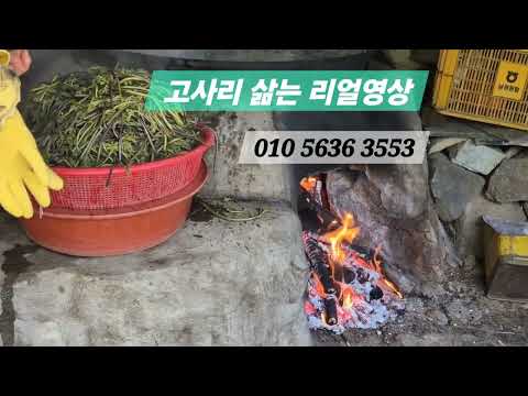 지리산 팔랑마을 고사리 풍년이다 #가마솥에 #장작불로 #고사리 #뽕잎 삶아 말려서 대처로 판매하는 #바래봉 아래 #팔랑마을 하산길 #리얼영상 #고사리