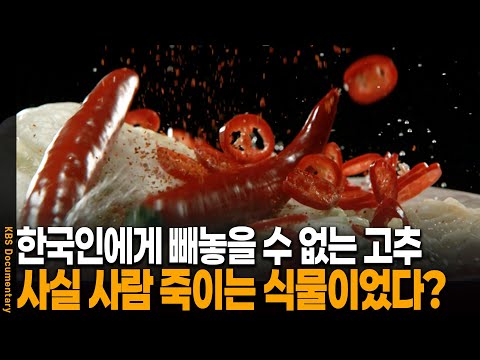 한국인은 언제부터 고추를 먹기 시작했을까? | KBS 20100918 방송