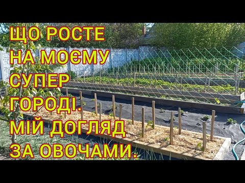 МІЙ ЛЮБИЙ ГОРОД ДЕ ВСЕ ГАРНО РОСТЕ🍅🫑#огородгдевсерастет #огородничество#овощи#помидоры#огурцы#томаты