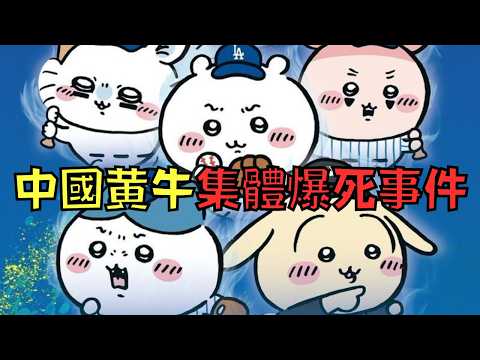 中國黃牛炒賣吉伊卡哇，官方出手制裁直接爆死！網友：「太爽了！」｜叉雞