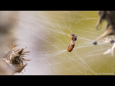 Blüten am Wegesrand, was kann man auf 100m Bahndamm entdecken?