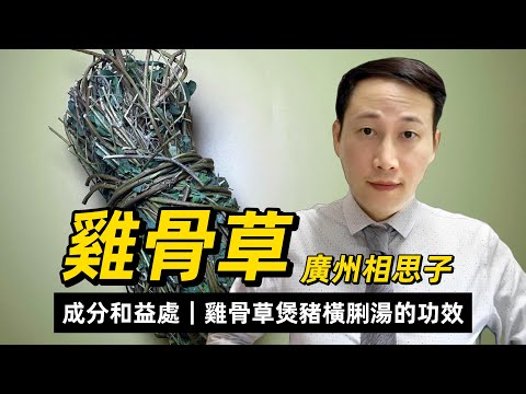 雞骨草，究竟有什麼成分和功效？雞骨草煲豬橫脷湯究竟有什麼益處？如何防止農藥殘留和其它污染？