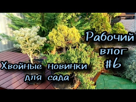 New conifers for the garden. Saying goodbye to thuja. Planting fir, mountain pine, and juniper. R...