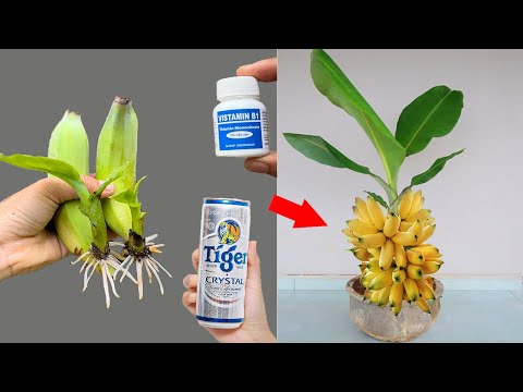This Crazy Banana Propagation Trick Works Like Magic ! | How to grow a Banana tree
