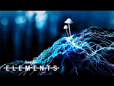 This Underground Economy Exists in a Secret Fungi Kingdom