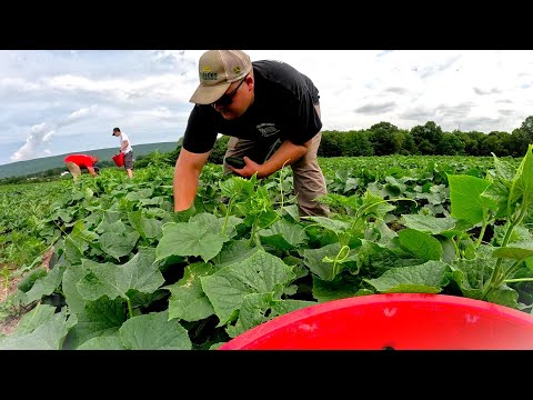 THE SIDE OF VEGETABLE FARMING YOU NEVER SEE
