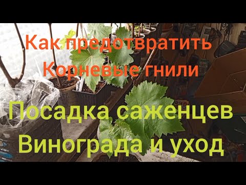 27 марта 2024г. Как предотвратить корневые гнили винограда. Посадка саженцев и уход.