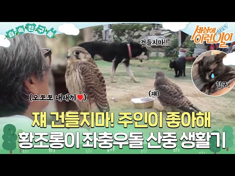 [#습속친구들] 할아버지와 황조롱이 3형제의 우당탕탕 산중 생활기 #순간포착세상에이런일이 #WhatonEarth #SBSstory