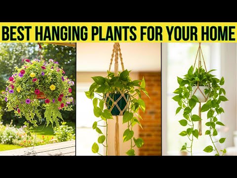 5 Best Hanging Plants for Small Apartments & Tiny Spaces