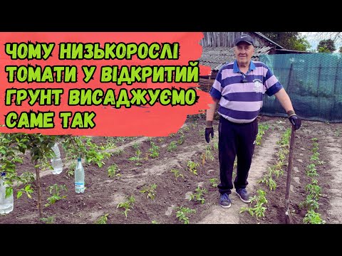 Чому низькорослі томати у відкритий грунт висаджуємо саме так