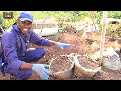 Yam-in-sacks Harvest: Our Sawdust/Biochar/Rice Husk Experiment Results