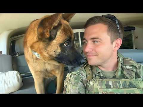 When God Sends You a Comedian Police Dog 😂 Funniest Dogs Video