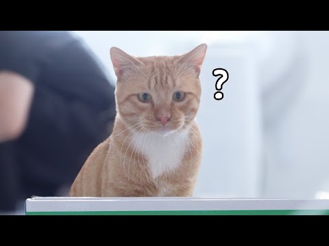 진짜 길냥이 맞아?