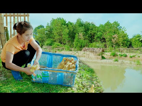Girl builds model garden, pond, barn - How to make a bamboo house for ducks - Free bushcraft