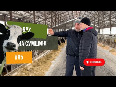 #95 Ще більше про корів 🐮та молоко 🥛