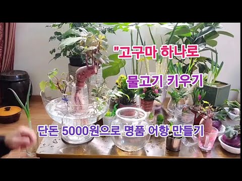 "A single sweet potato turns your fish tank into a work of art! Even the fish are thriving!"