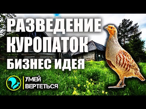 Разведение куропаток. Бизнес идея