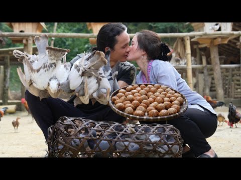 03 years living in the forest, raising wild boars, chickens and ducks , vang hoa