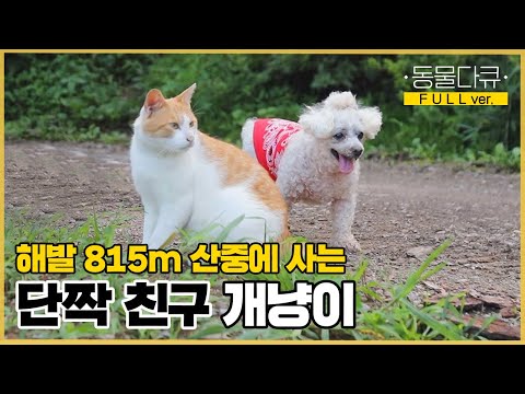[풀버전] 개와 고양이가 이렇게 친하다고?! 해발 815m 외딴 오지에는 두 단짝이 산다!🐶😺 | 동물극장 단짝 EP30 |  KBS 220903 방송