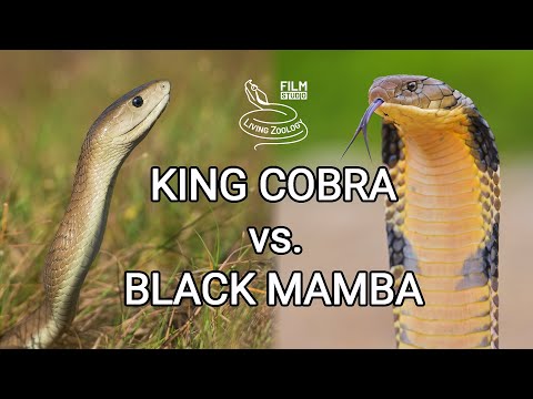 King cobra vs. Black mamba - Battle of the deadly snakes