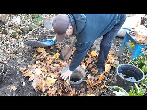 Посадка фруктовых деревьев осенью