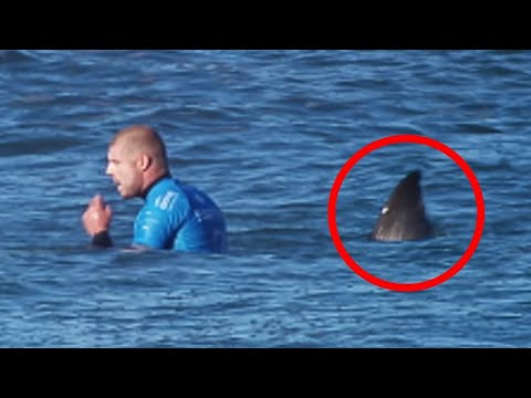 30 Scariest Animal Encounters of The Year (Part 5)