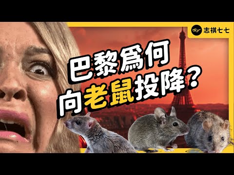 巴黎宣佈「與鼠共存」！600 萬隻老鼠攻陷花都，巴黎為何解決不了鼠患？｜志祺七七