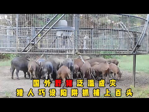 国外野猪泛滥成灾，猎人巧设陷阱抓捕上百头，够全家吃上好几年，猎人用玉米钓野猪屡试不爽，破坏庄稼的野猪们被大网陷阱逮住了#documentary #纪录片 #动物