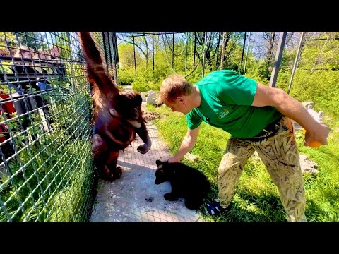 Вот это ДА! Олег Зубков знакомит медвежат Топу и Кнопу с добрым орангутаном Даной! Кто кого  БОИТСЯ?