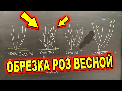 ВЕСЕННЯ ОБРЕЗКА ПО ТИПУ РОЗЫ. КАК ПРАВИЛЬНО?