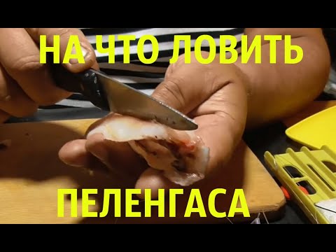 Fishing for large mullet. Bait and tackle.