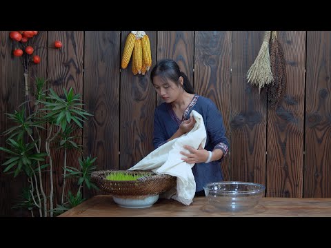 Turning Wheat Seeds into Sugar! It only Takes a Week!