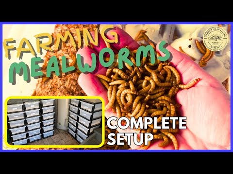 How I FARM MEALWORMS for My CHICKENS