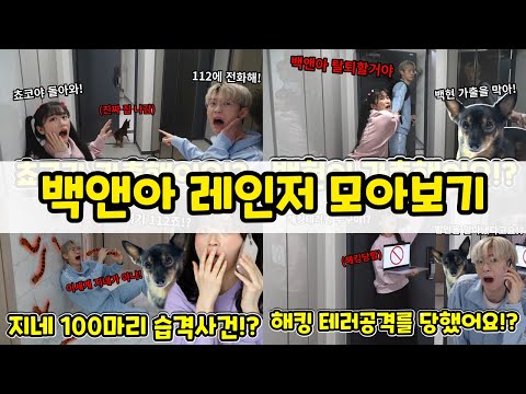 인터넷 세계를 지키는 백앤아!? 백앤아 레인저 모아보기