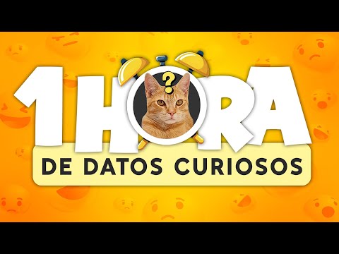 1 HORA de DATOS CURIOSOS y COSAS QUE NO SABÍAS! ⏰😲