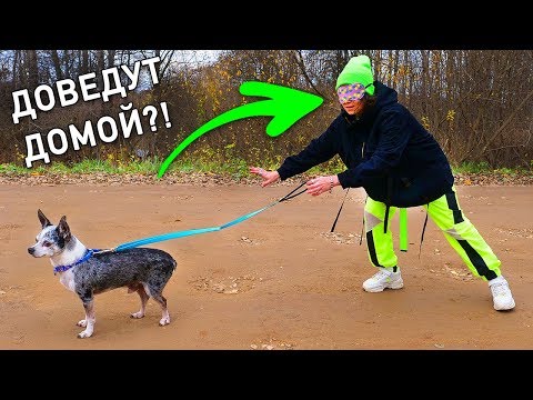 An experiment with my eyes closed! Where will the dogs take me? A dangerous challenge: Will the d...