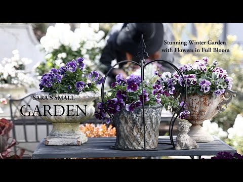 A Garden in Full Bloom with Minimal Care | A Beautiful Winter Garden Easy for Beginners to Create